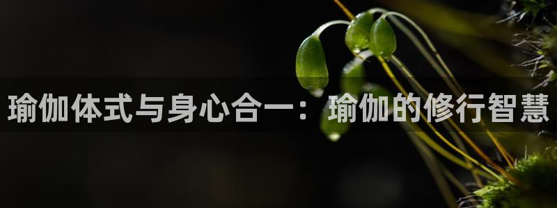 熊猫体育平台官网