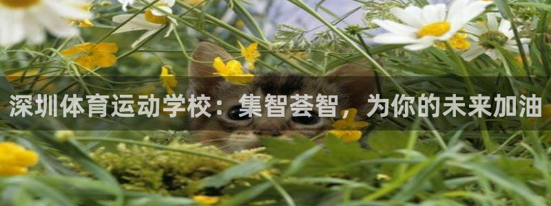 熊猫体育nba