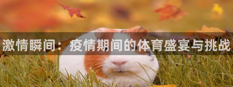 熊猫体育免费下载